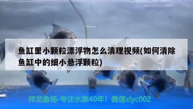 鱼缸里小颗粒漂浮物怎么清理视频(如何清除鱼缸中的细小悬浮颗粒)