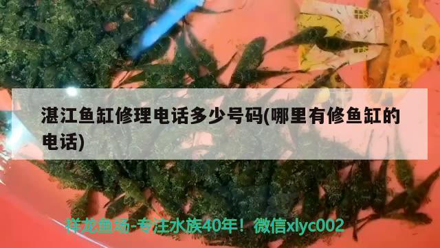 湛江鱼缸修理电话多少号码(哪里有修鱼缸的电话) 除藻剂