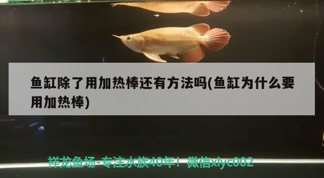 鱼缸除了用加热棒还有方法吗(鱼缸为什么要用加热棒) 粗线银版鱼苗