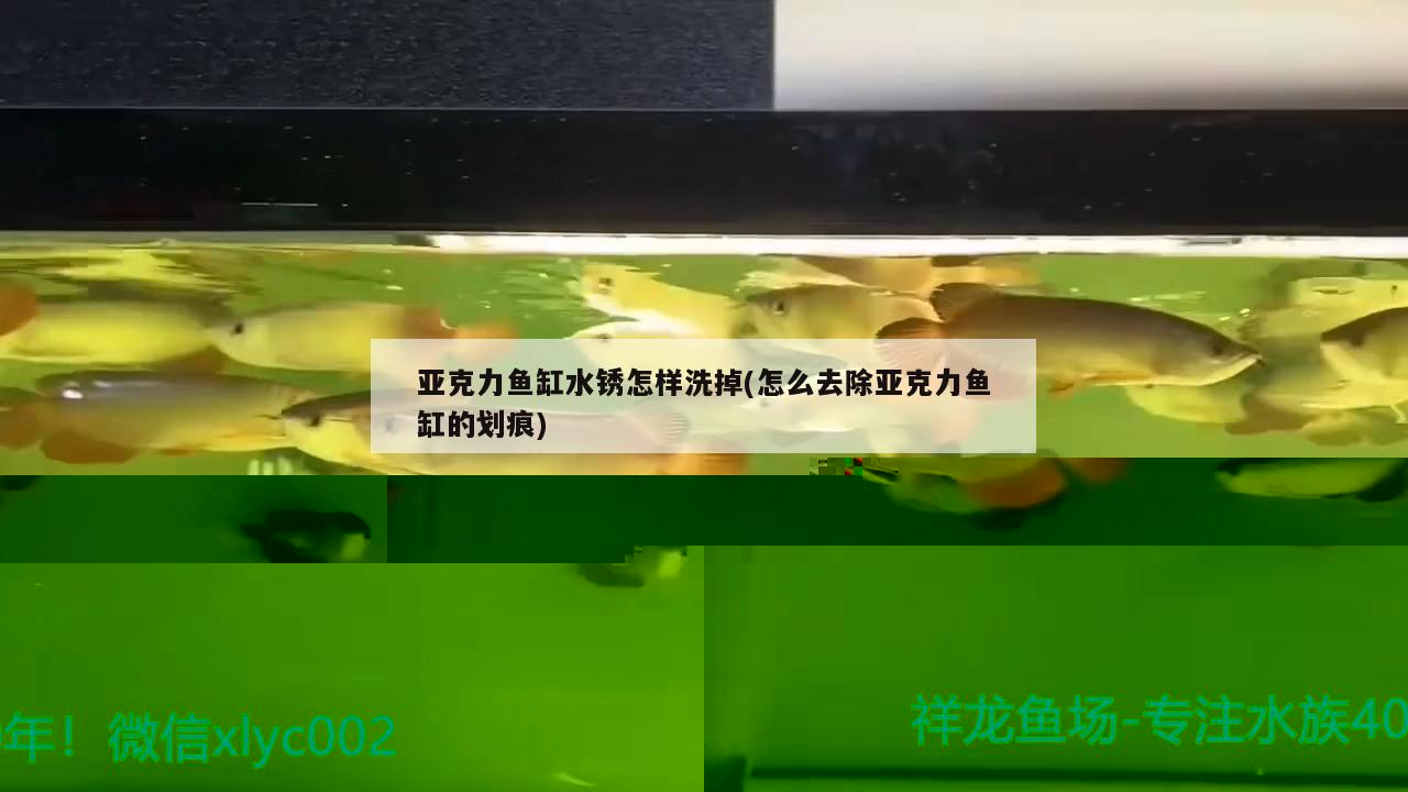 鱼缸壁上有菌膜怎么去除(鱼缸壁菌膜怎么处理) 泰国虎鱼（泰虎）