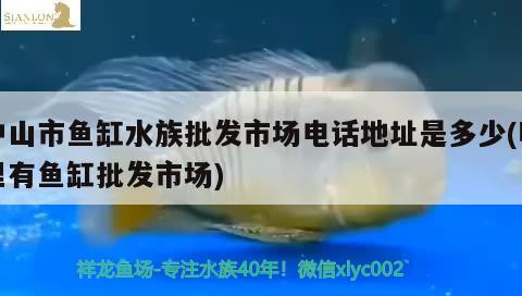 中山市鱼缸水族批发市场电话地址是多少(哪里有鱼缸批发市场) 观赏鱼水族批发市场