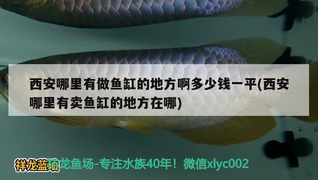 西安哪里有做鱼缸的地方啊多少钱一平(西安哪里有卖鱼缸的地方在哪)