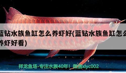 蓝钻水族鱼缸怎么养虾好(蓝钻水族鱼缸怎么养虾好看)