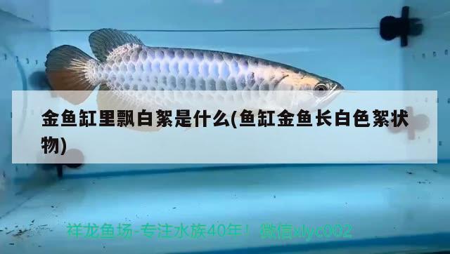 金鱼缸里飘白絮是什么(鱼缸金鱼长白色絮状物) 祥龙金禾金龙鱼