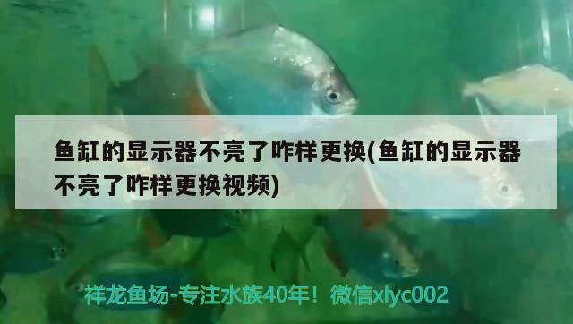 鱼缸的显示器不亮了咋样更换(鱼缸的显示器不亮了咋样更换视频)