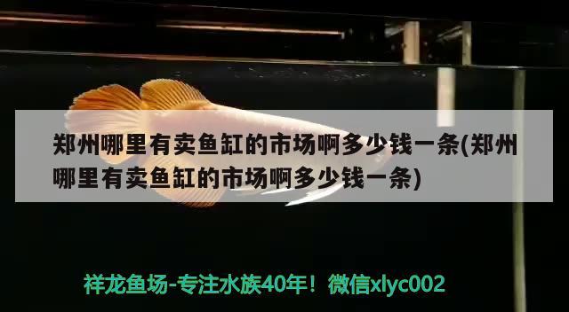 郑州哪里有卖鱼缸的市场啊多少钱一条(郑州哪里有卖鱼缸的市场啊多少钱一条)