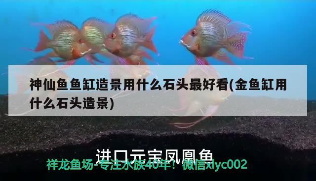 神仙鱼鱼缸造景用什么石头最好看(金鱼缸用什么石头造景) 羽毛刀鱼苗 第2张