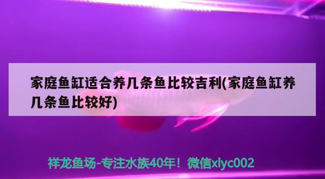 家庭鱼缸适合养几条鱼比较吉利(家庭鱼缸养几条鱼比较好) 恐龙王鱼