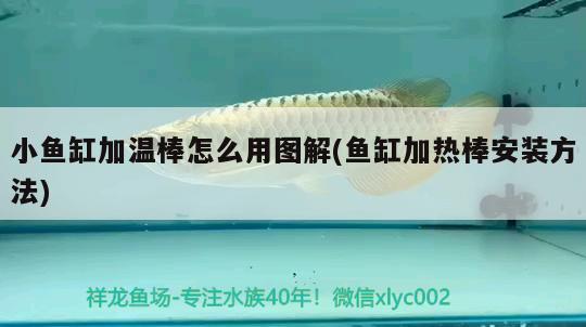 小鱼缸加温棒怎么用图解(鱼缸加热棒安装方法) 广州水族器材滤材批发市场 第4张