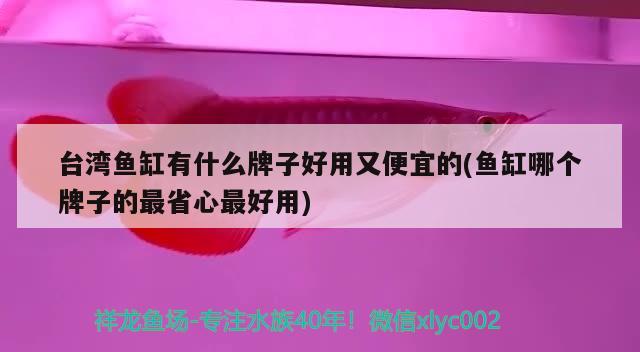 台湾鱼缸有什么牌子好用又便宜的(鱼缸哪个牌子的最省心最好用) 赛级红龙鱼