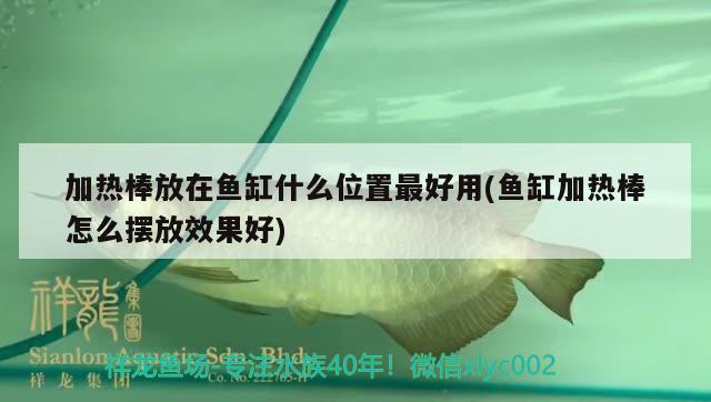 加热棒放在鱼缸什么位置最好用(鱼缸加热棒怎么摆放效果好) 祥龙水族护理水