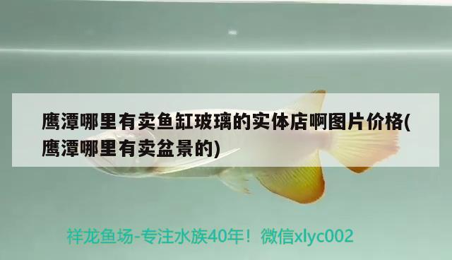 鹰潭哪里有卖鱼缸玻璃的实体店啊图片价格(鹰潭哪里有卖盆景的) 丹顶锦鲤鱼