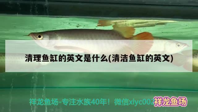 清理鱼缸的英文是什么(清洁鱼缸的英文) 其它水族用具设备