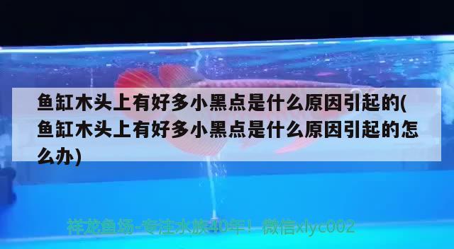 鱼缸木头上有好多小黑点是什么原因引起的(鱼缸木头上有好多小黑点是什么原因引起的怎么办) 白子银龙苗（黄化银龙苗）