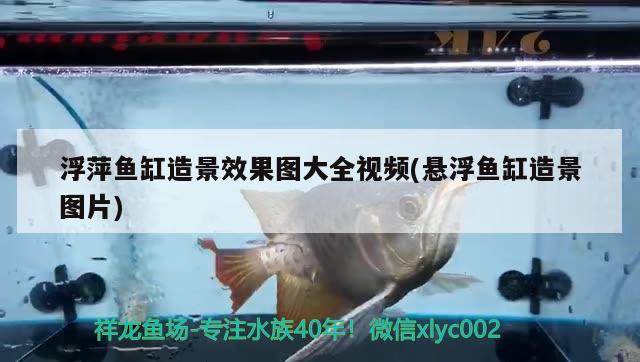 浮萍鱼缸造景效果图大全视频(悬浮鱼缸造景图片) 哥伦比亚巨暴鱼苗