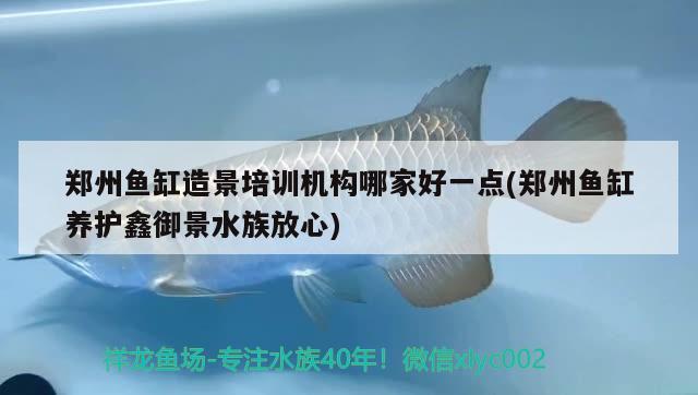 郑州鱼缸造景培训机构哪家好一点(郑州鱼缸养护鑫御景水族放心) 鸭嘴鲨鱼 第2张