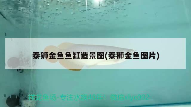 泰狮金鱼鱼缸造景图(泰狮金鱼图片) 鱼缸等水族设备