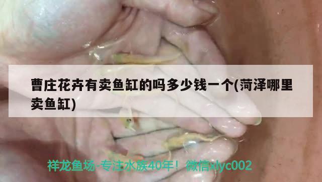 曹庄花卉有卖鱼缸的吗多少钱一个(菏泽哪里卖鱼缸)