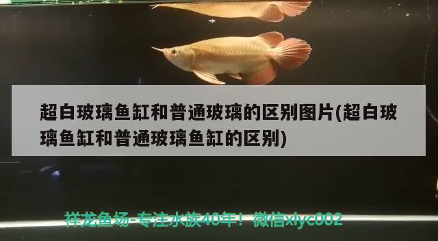 超白玻璃鱼缸和普通玻璃的区别图片(超白玻璃鱼缸和普通玻璃鱼缸的区别) 细线银版鱼