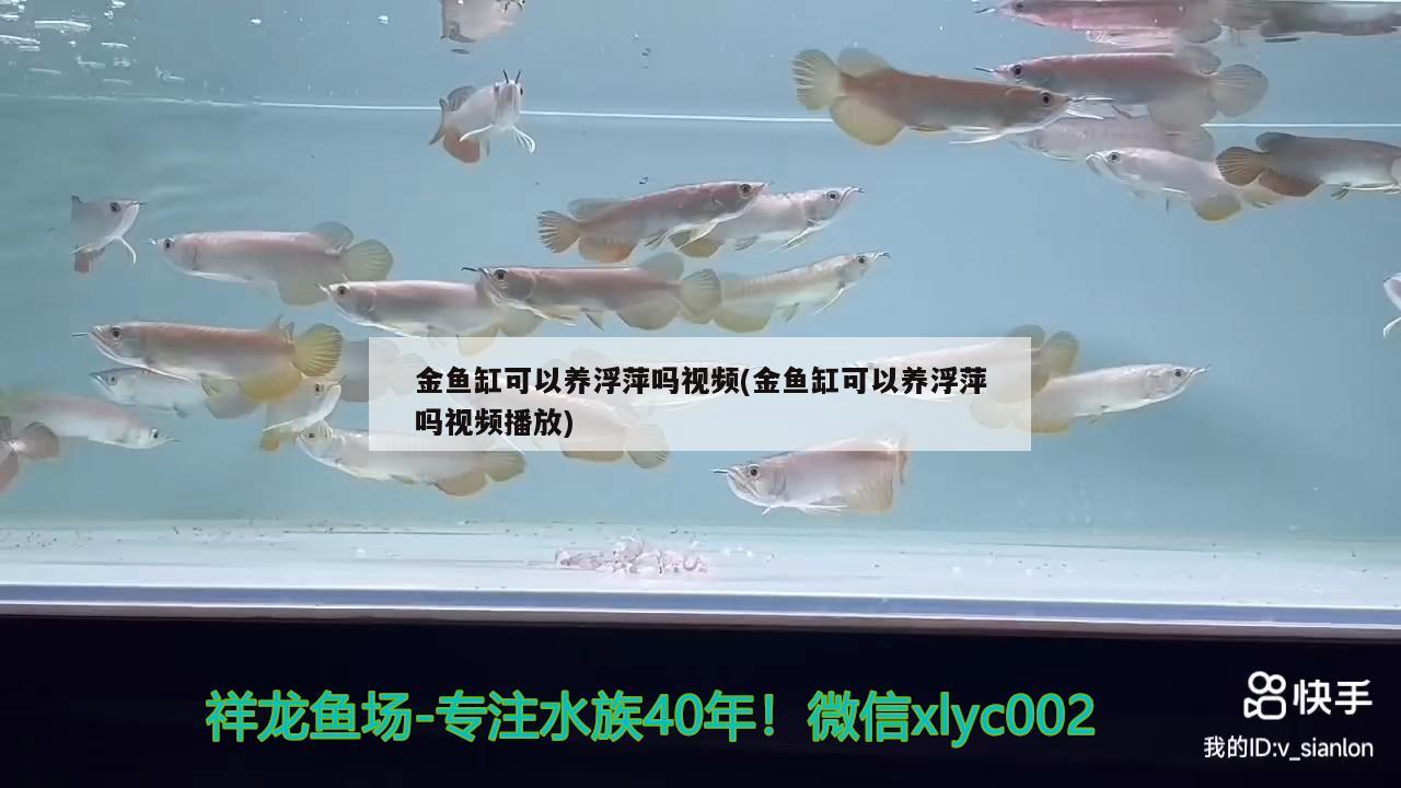 金鱼缸可以养浮萍吗视频(金鱼缸可以养浮萍吗视频播放) 广州水族批发市场