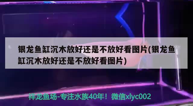 银龙鱼缸沉木放好还是不放好看图片(银龙鱼缸沉木放好还是不放好看图片) 银龙鱼百科 第3张