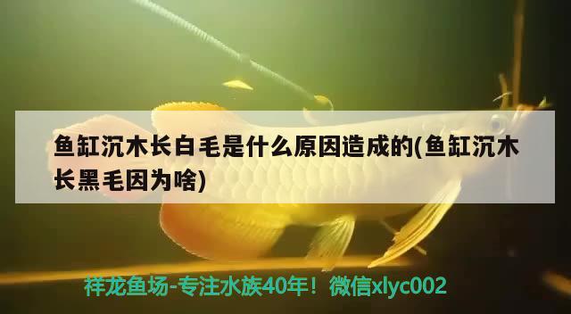 鱼缸沉木长白毛是什么原因造成的(鱼缸沉木长黑毛因为啥)