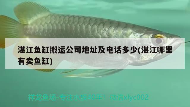 湛江鱼缸搬运公司地址及电话多少(湛江哪里有卖鱼缸) 三色锦鲤鱼