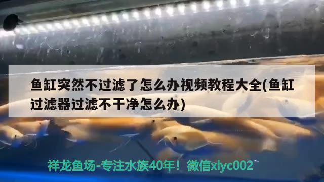 鱼缸突然不过滤了怎么办视频教程大全(鱼缸过滤器过滤不干净怎么办)