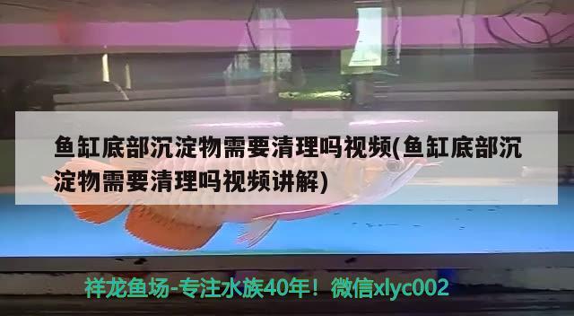 鱼缸底部沉淀物需要清理吗视频(鱼缸底部沉淀物需要清理吗视频讲解) 稀有红龙品种