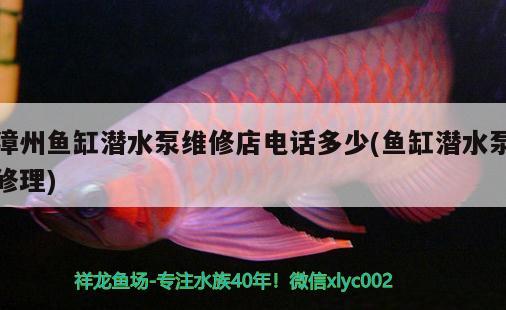 漳州鱼缸潜水泵维修店电话多少(鱼缸潜水泵修理) 大正锦鲤鱼