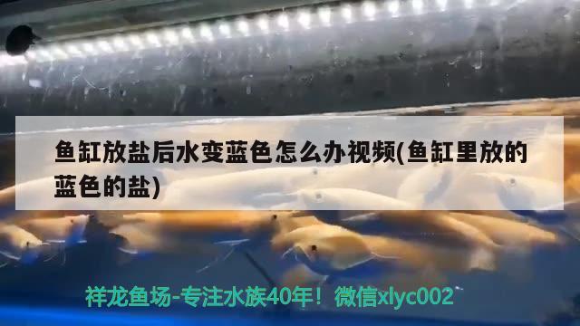 鱼缸放盐后水变蓝色怎么办视频(鱼缸里放的蓝色的盐) 鸭嘴鲨鱼