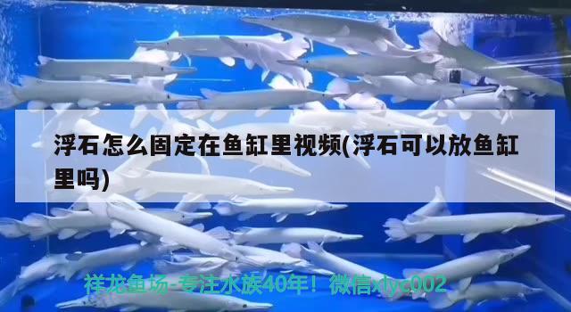 浮石怎么固定在鱼缸里视频(浮石可以放鱼缸里吗) 蓝底过背金龙鱼