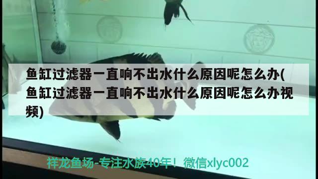 鱼缸过滤器一直响不出水什么原因呢怎么办(鱼缸过滤器一直响不出水什么原因呢怎么办视频)