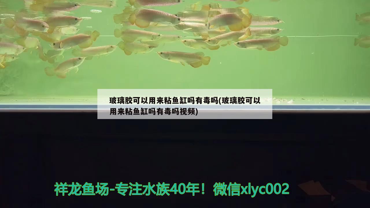 玻璃胶可以用来粘鱼缸吗有毒吗(玻璃胶可以用来粘鱼缸吗有毒吗视频) 巴西亚鱼