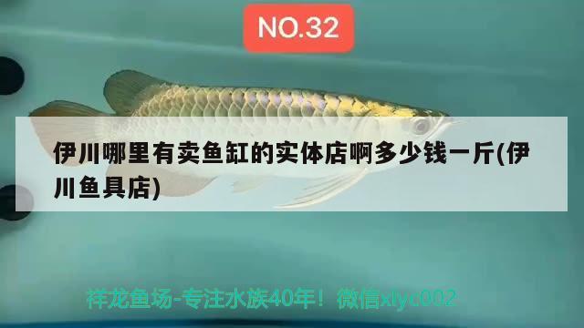 伊川哪里有卖鱼缸的实体店啊多少钱一斤(伊川鱼具店) 黄金达摩鱼