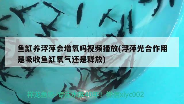 鱼缸养浮萍会增氧吗视频播放(浮萍光合作用是吸收鱼缸氧气还是释放) 猪鼻龟