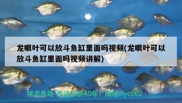 龙眼叶可以放斗鱼缸里面吗视频(龙眼叶可以放斗鱼缸里面吗视频讲解) 祥龙鱼场品牌产品