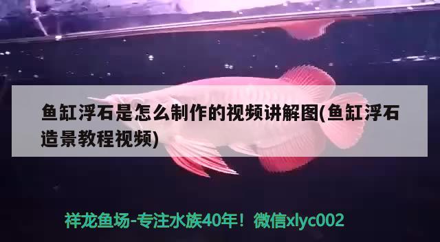 鱼缸浮石是怎么制作的视频讲解图(鱼缸浮石造景教程视频) 翡翠凤凰鱼