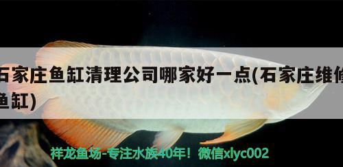 石家庄鱼缸清理公司哪家好一点(石家庄维修鱼缸) 羽毛刀鱼苗