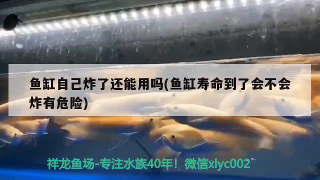 鱼缸自己炸了还能用吗(鱼缸寿命到了会不会炸有危险)