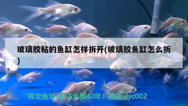 玻璃胶粘的鱼缸怎样拆开(玻璃胶鱼缸怎么拆) 广州水族批发市场