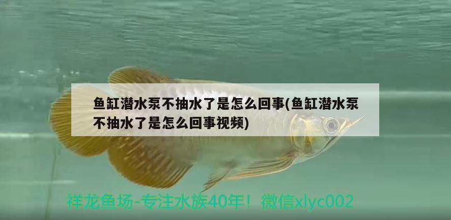 鱼缸潜水泵不抽水了是怎么回事(鱼缸潜水泵不抽水了是怎么回事视频) 细线银版鱼