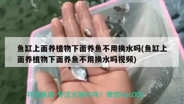 鱼缸上面养植物下面养鱼不用换水吗(鱼缸上面养植物下面养鱼不用换水吗视频) 月光鸭嘴鱼