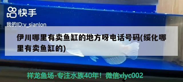 伊川哪里有卖鱼缸的地方呀电话号码(绥化哪里有卖鱼缸的) 超血红龙鱼