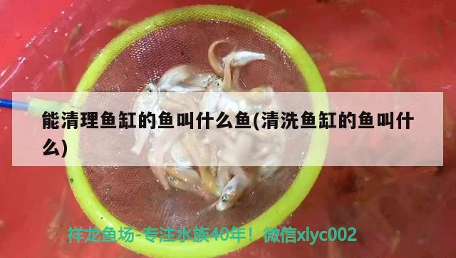 能清理鱼缸的鱼叫什么鱼(清洗鱼缸的鱼叫什么) 观赏鱼批发