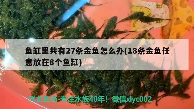 鱼缸里共有27条金鱼怎么办(18条金鱼任意放在8个鱼缸) 龙鱼芯片扫码器