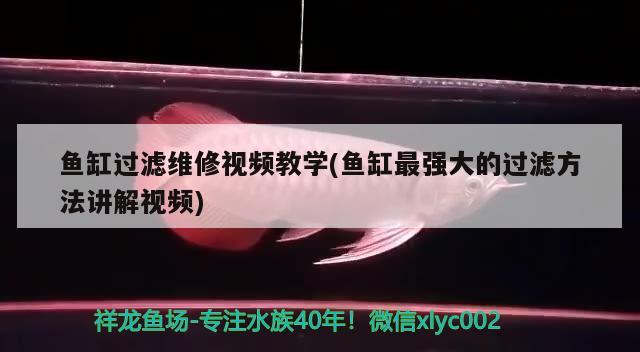 鱼缸过滤维修视频教学(鱼缸最强大的过滤方法讲解视频) 羽毛刀鱼苗