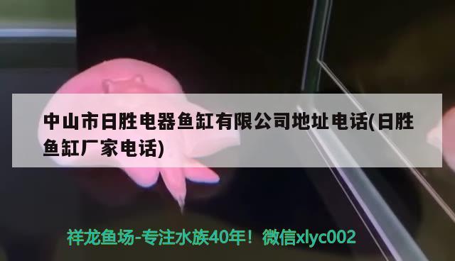 中山市日胜电器鱼缸有限公司地址电话(日胜鱼缸厂家电话) 金头过背金龙鱼