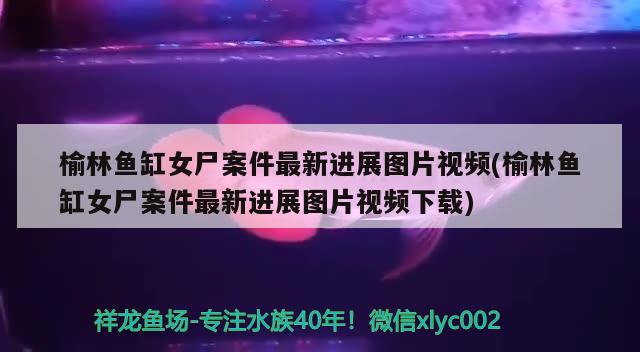 榆林鱼缸女尸案件最新进展图片视频(榆林鱼缸女尸案件最新进展图片视频下载) 观赏鱼百科