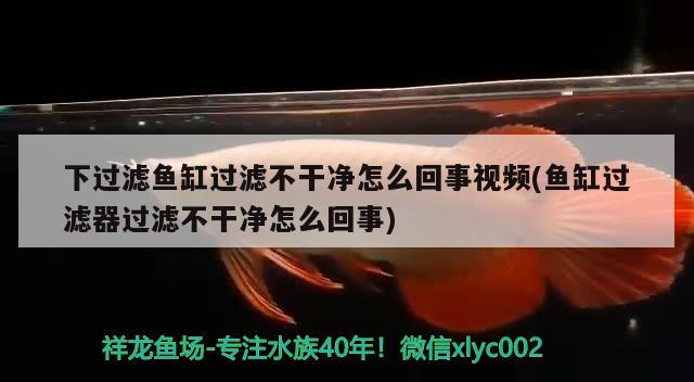 下过滤鱼缸过滤不干净怎么回事视频(鱼缸过滤器过滤不干净怎么回事)